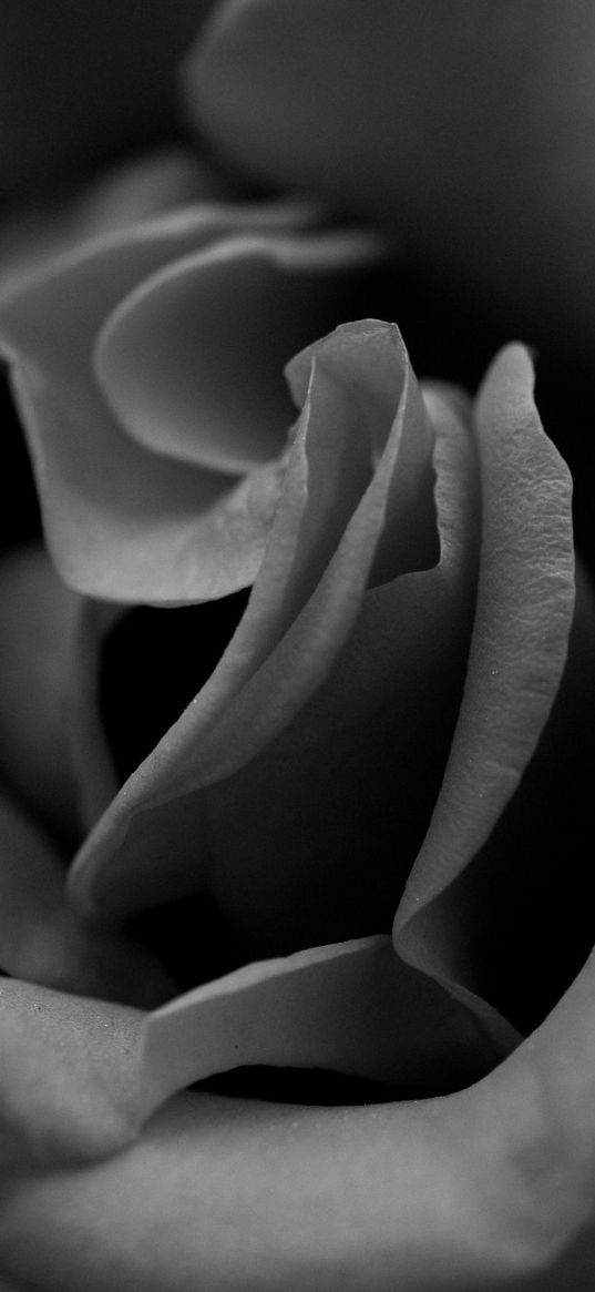 rose, black white, petals, close-up