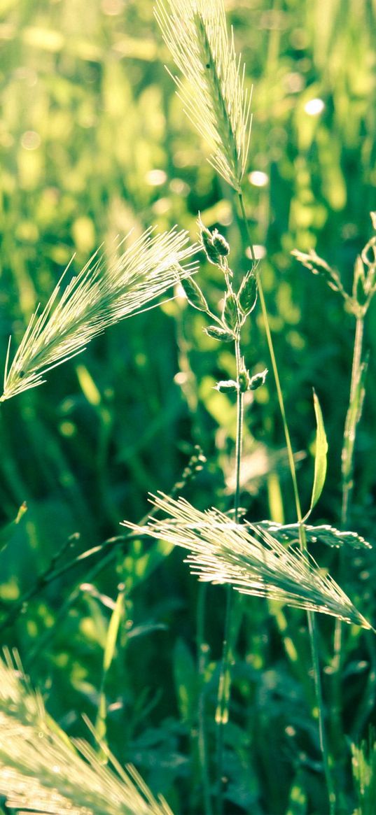 grass, spikes, wind, twist