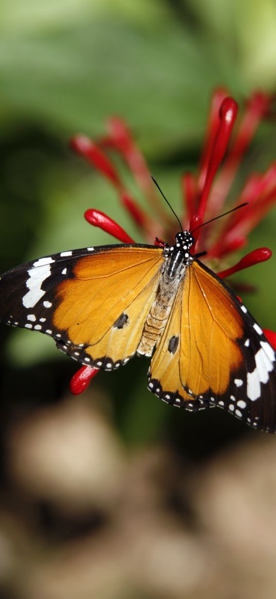 monarch butterfly, butterfly, wings, pattern, flower