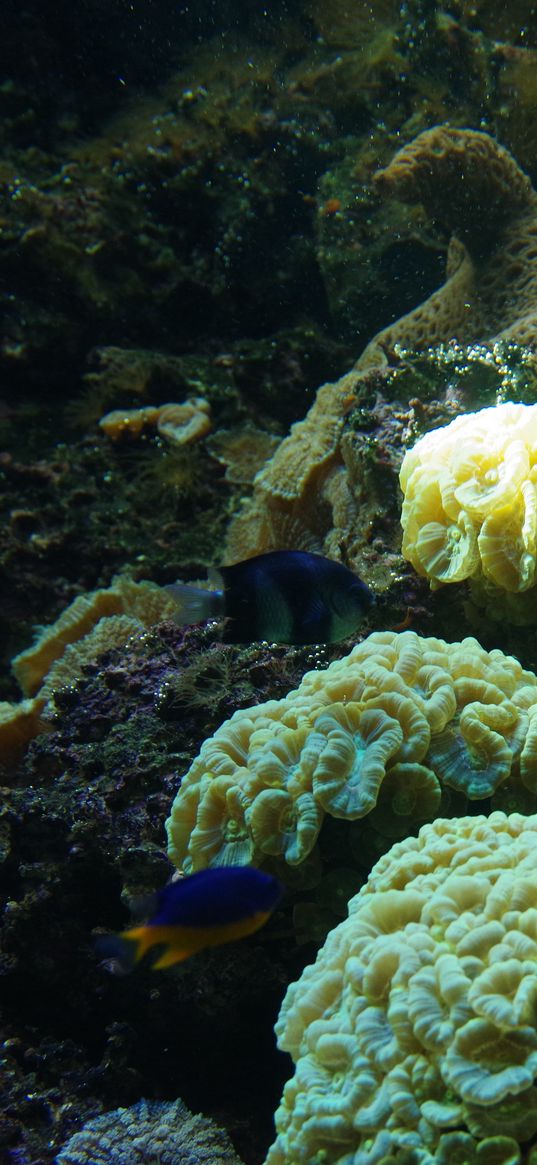 fish, corals, algae, aquarium