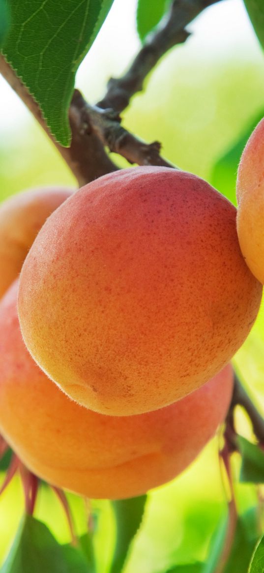 peach, fruit, tree, branch