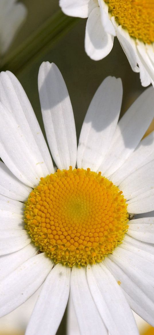 daisies, flowers, field, petals