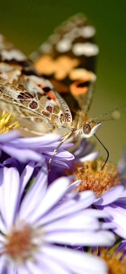 flowers, butterfly, wings, pattern, small