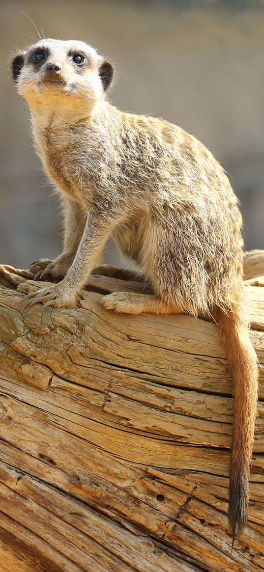 meerkat, animal, glance