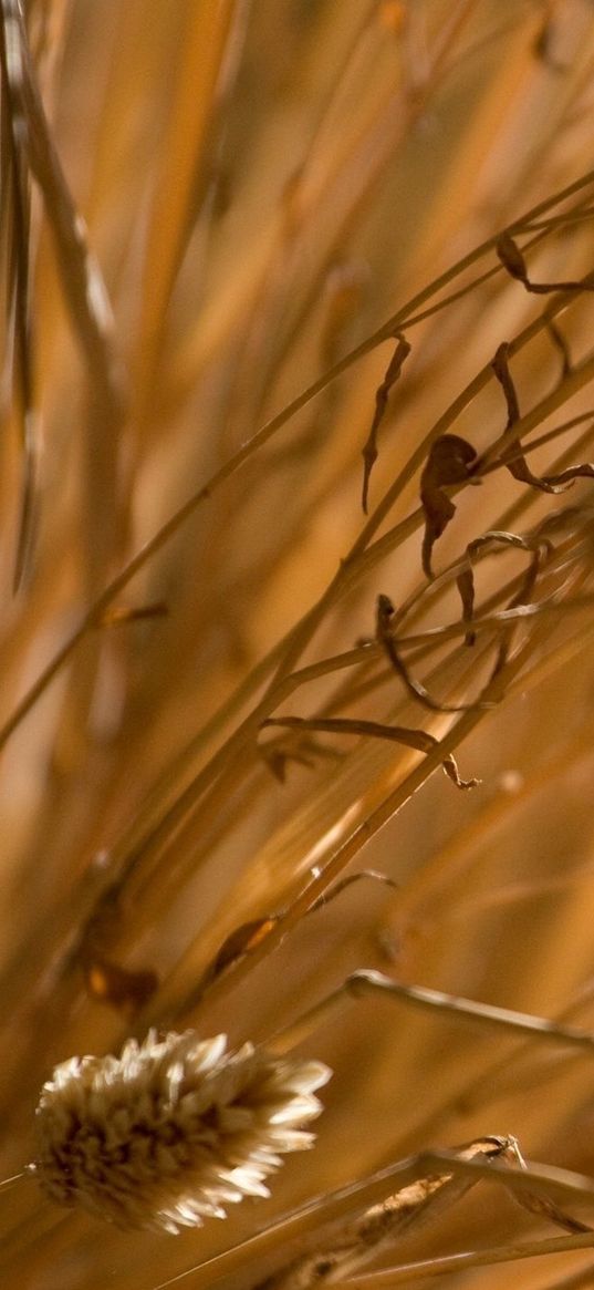 grass, dry, wind, autumn