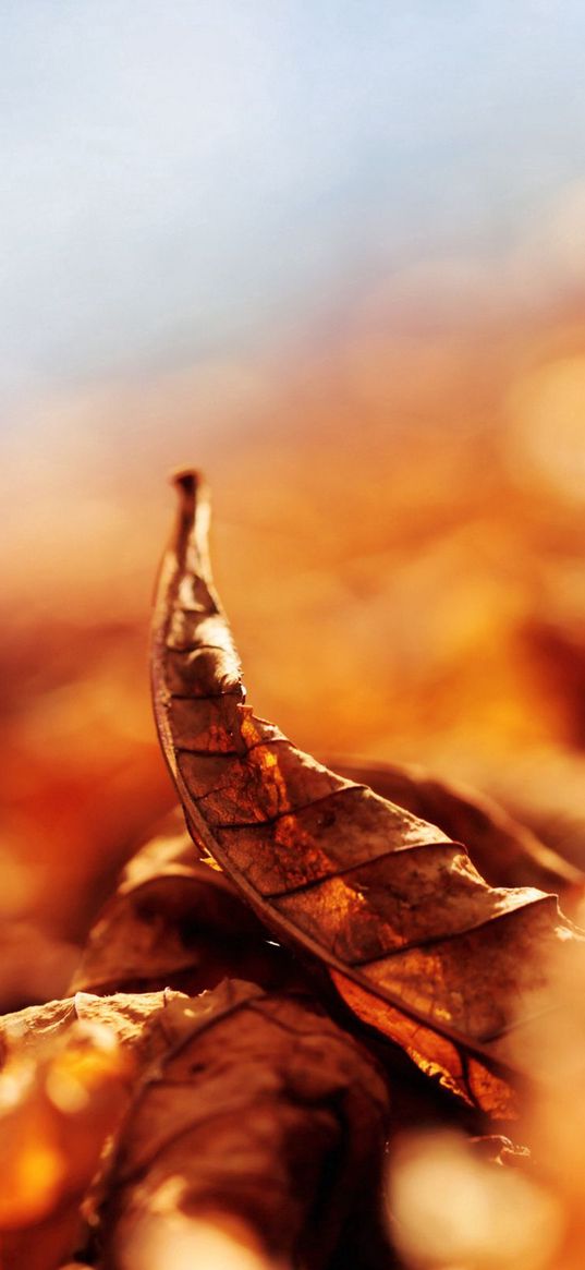 leaves, fall, fallen, curved, dry