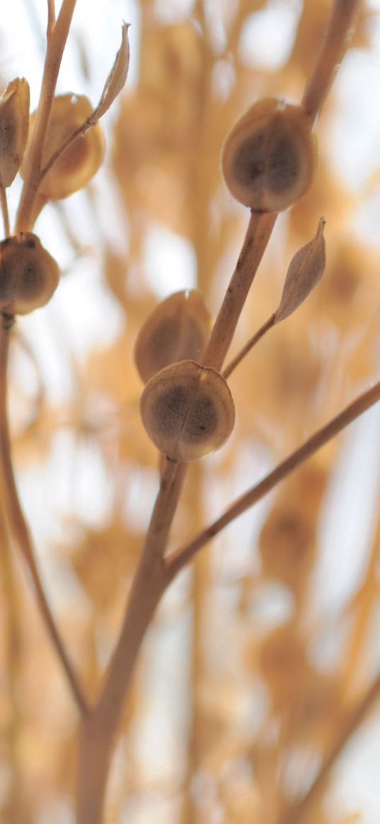 grass, twig, dry, bright