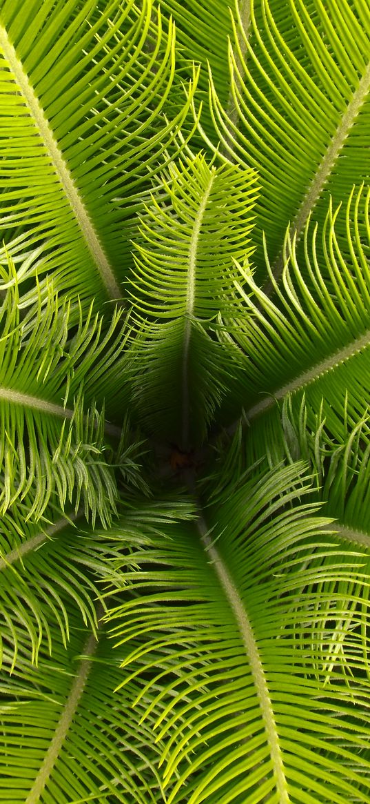 palm, leaves, branches, tropical