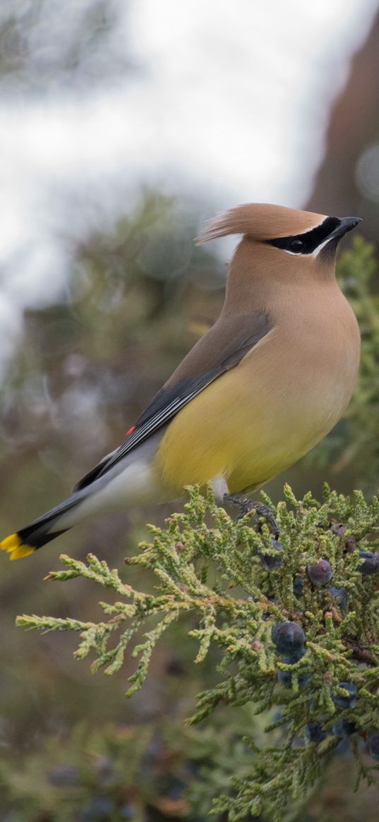 cedar waxwing, waxwing, bird, bush