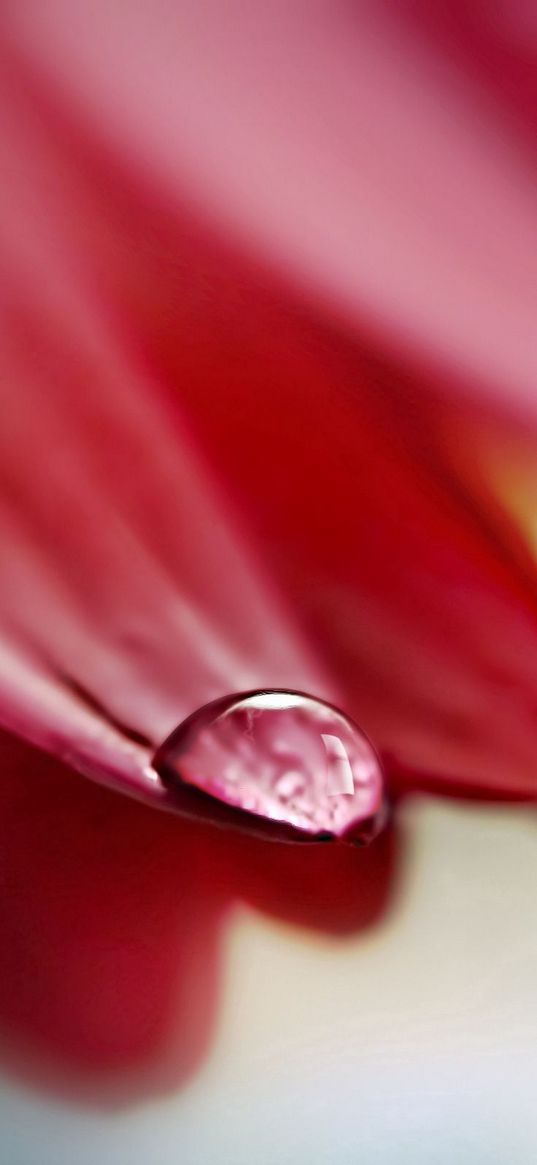 flower, petals, drop, wet