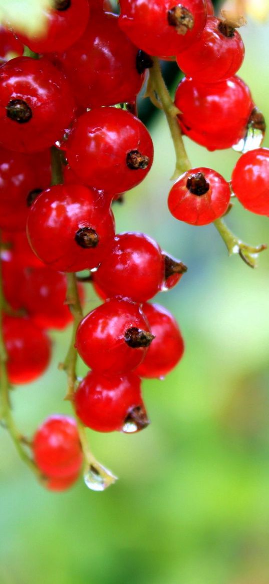 currants, red, ripe, wet, drops, grass