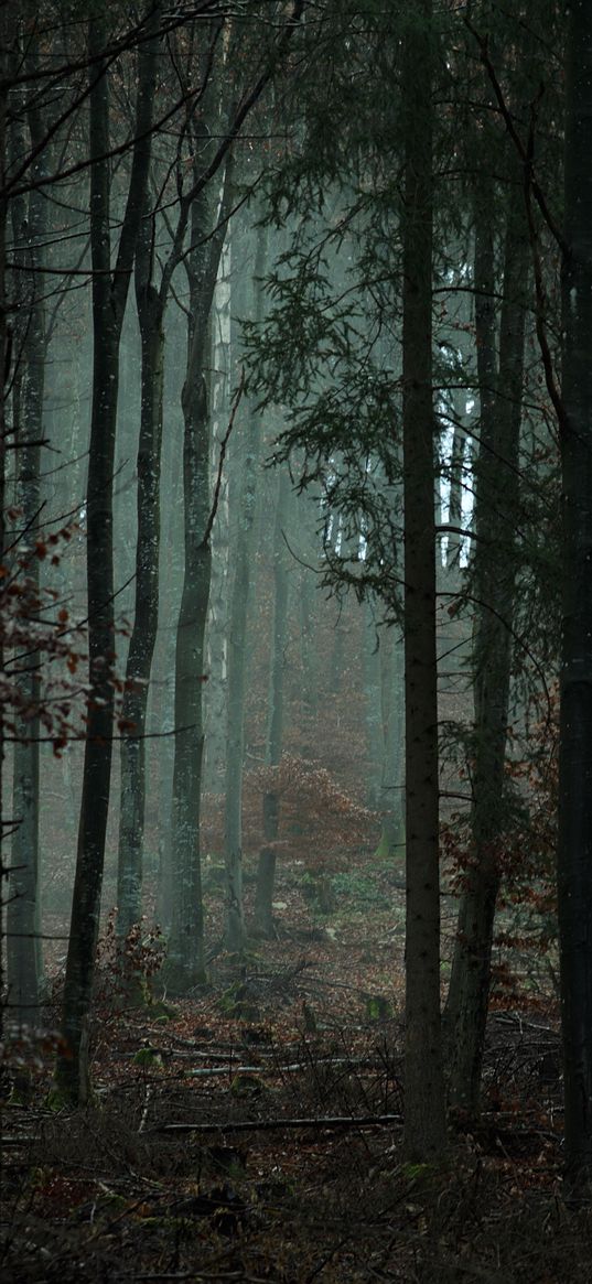 forest, trees, fog, gloom