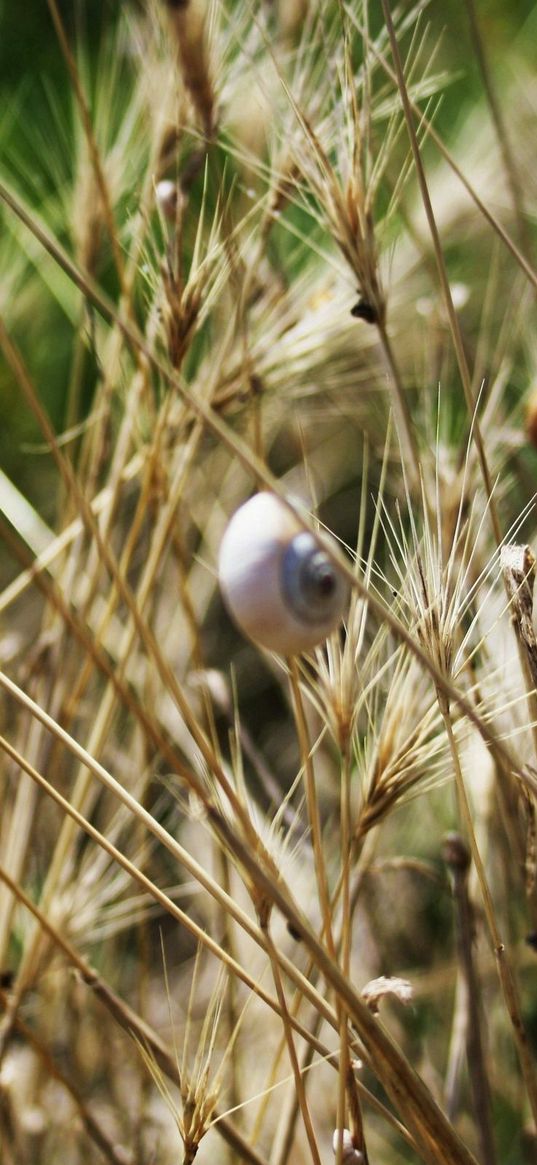 grass, snails, down, crawl, summer