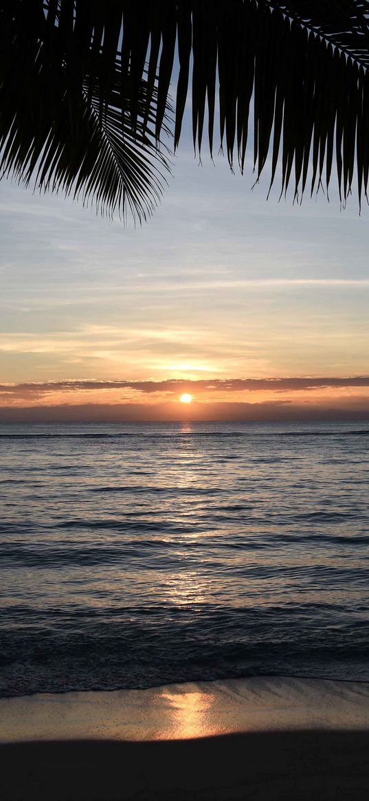 sunset, palm, sea, coast, horizon