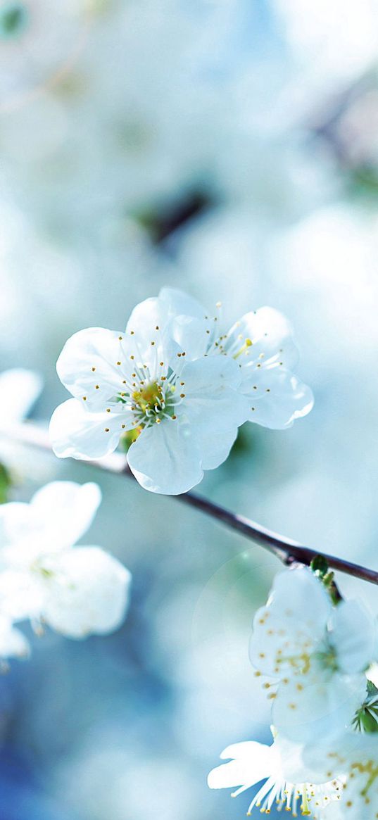 flowers, flowering, branch, plant, spring