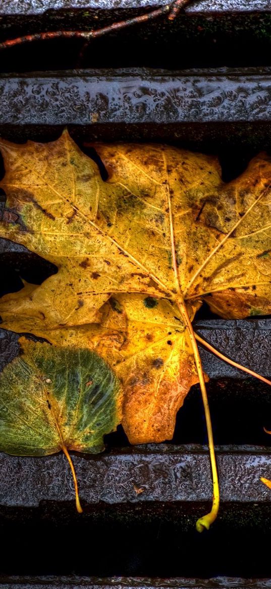 foliage, grill, autumn, fallen, wet