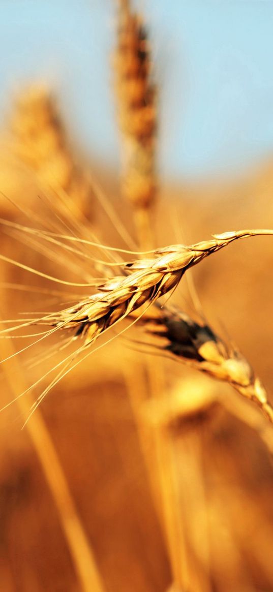 ear, field, wind, ripe