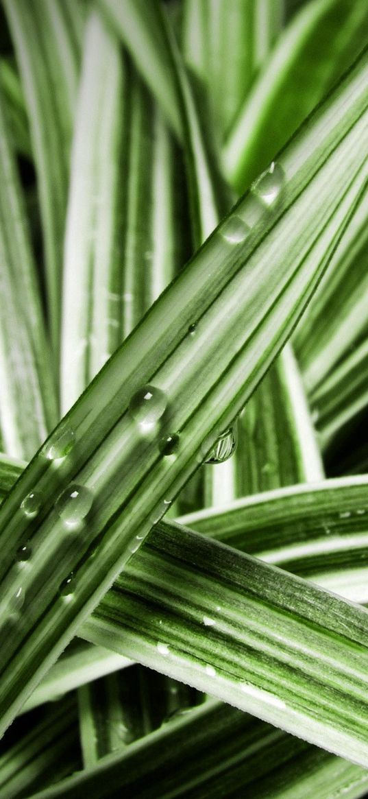 leaves, striped, wet