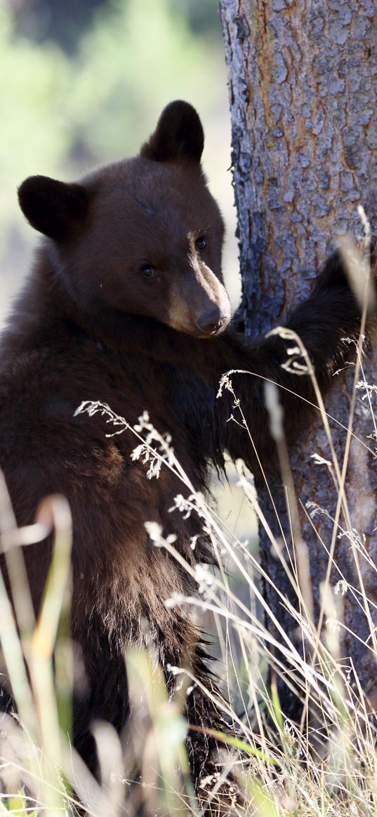 brown bear, bear, predator, grass, funny