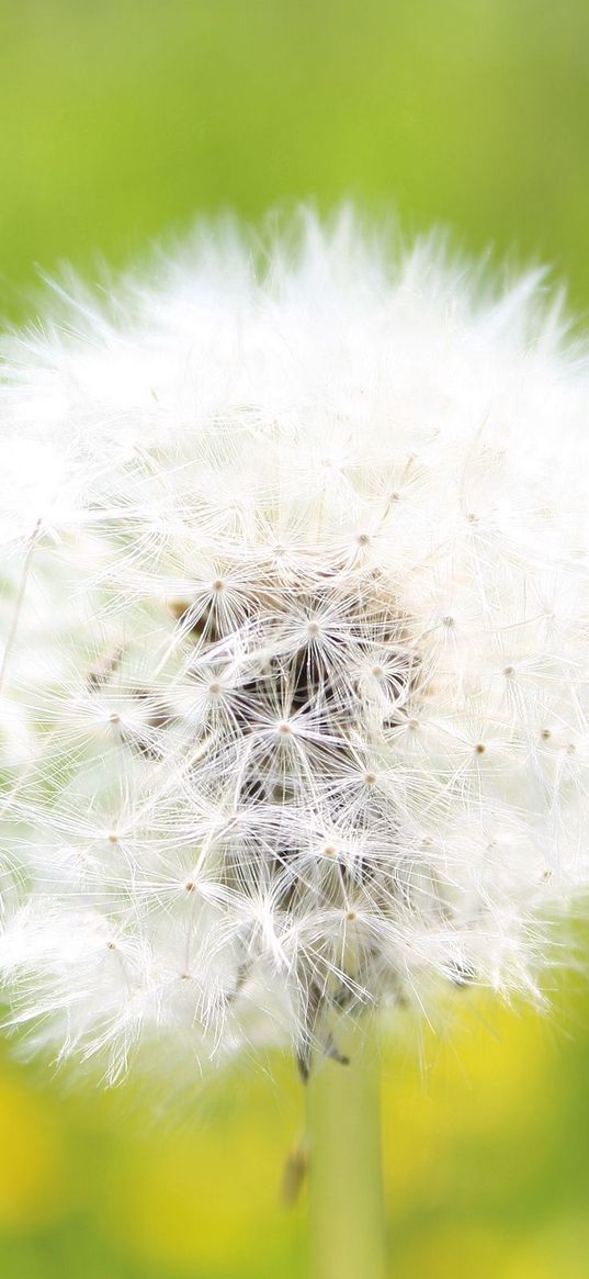 dandelion, grass, light, fluff, flight