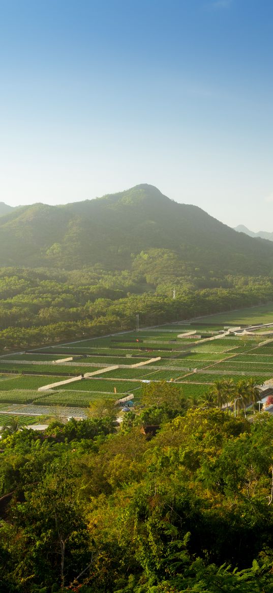 mountain, peak, trees, plantations