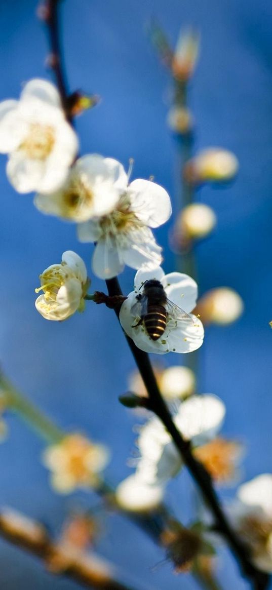 flowers, branch, bee, pollinated