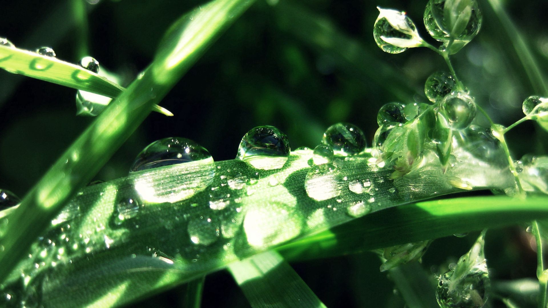 grass, drops, dew, moisture