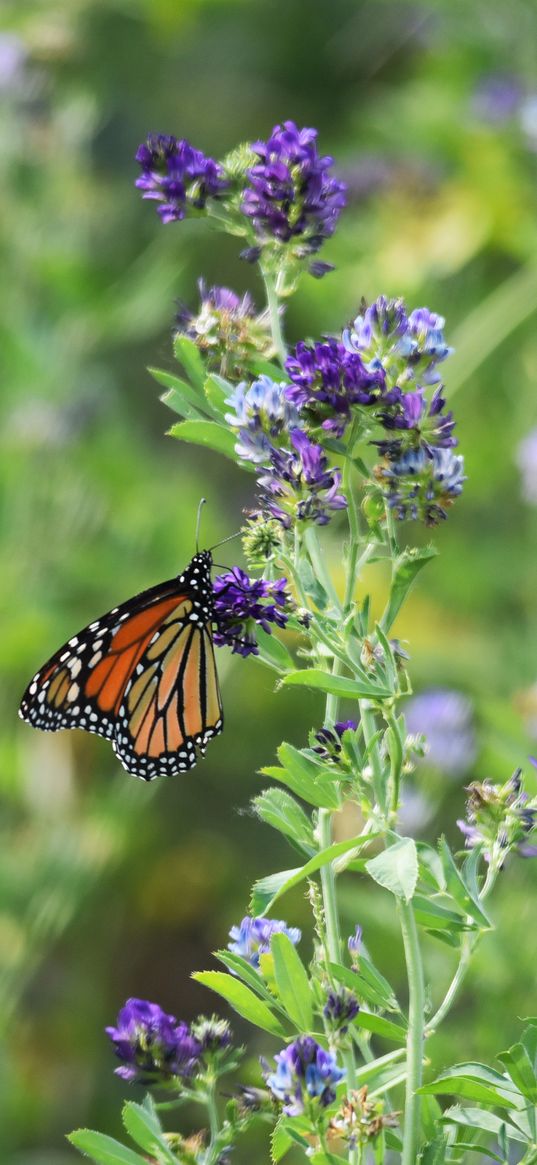 monarch butterfly, butterfly, wings, pattern, flowers, insect