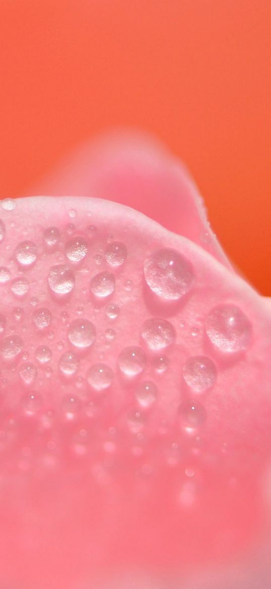 petals, pink, drops, close-up