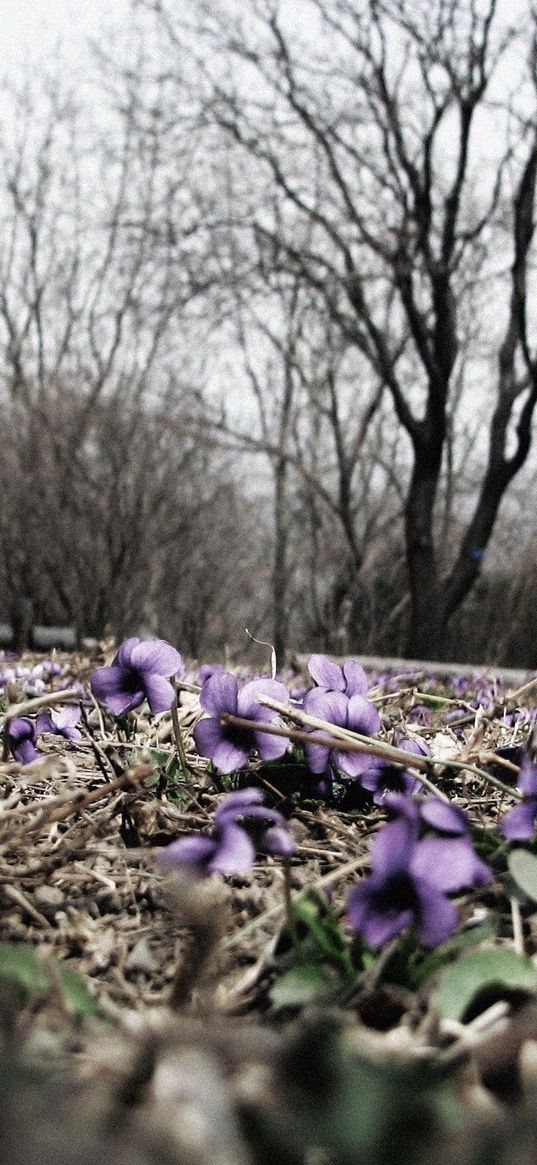 grass, dry, flowers, bright