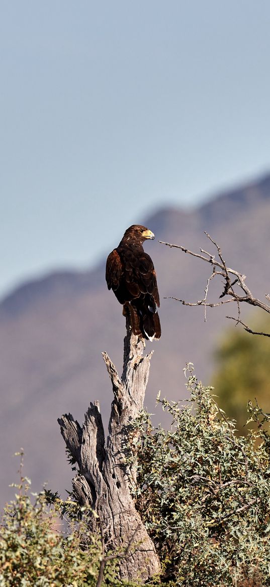 eagle, bird, predator, branches, focus