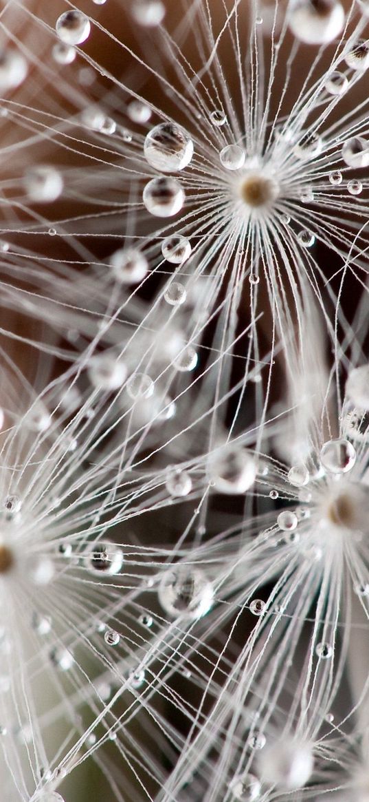 dandelion, fluff, seeds, drops