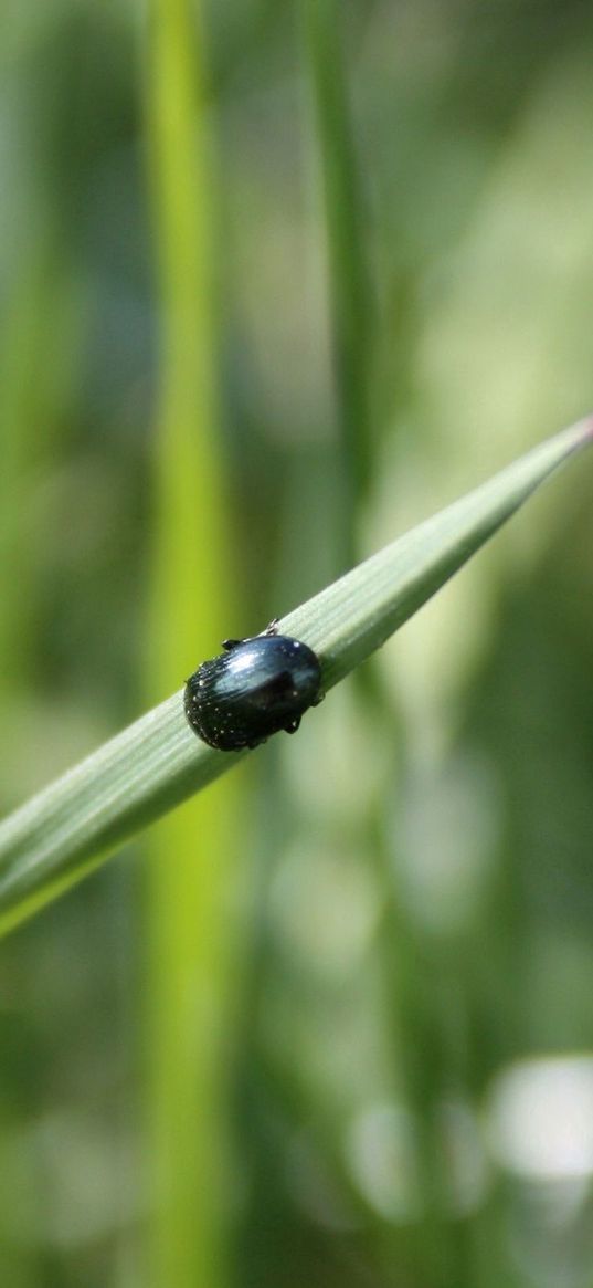 grass, insect, beetle, crawling