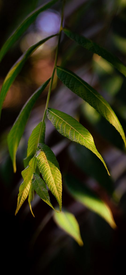 osier, leaves, branch, macro