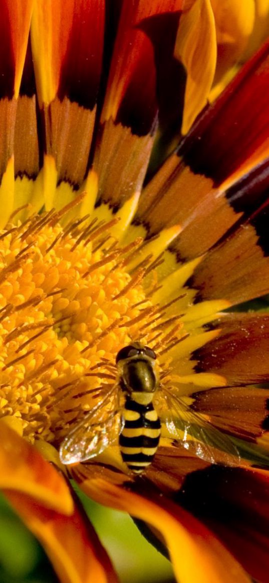 flower, bee, petals, striped, pollination