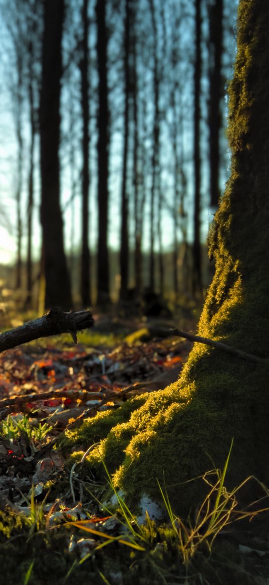 forest, trees, moss, sticks, leaves