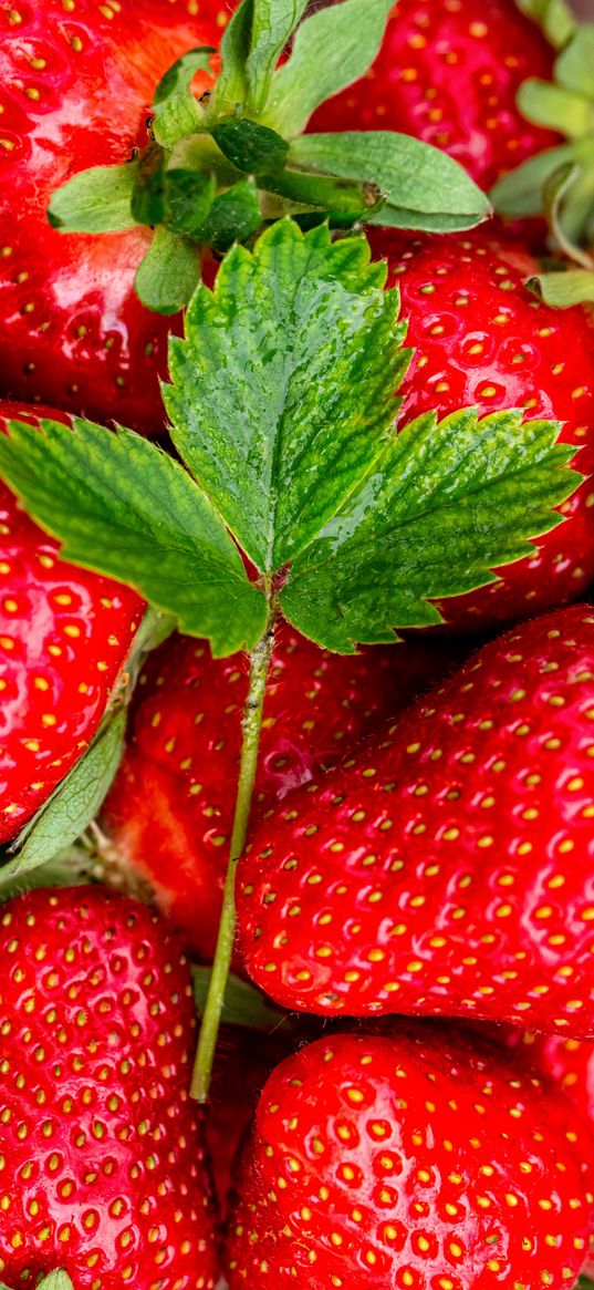 strawberry, berry, leaf, macro