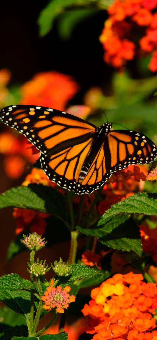 monarch butterfly, butterfly, wings, flowers