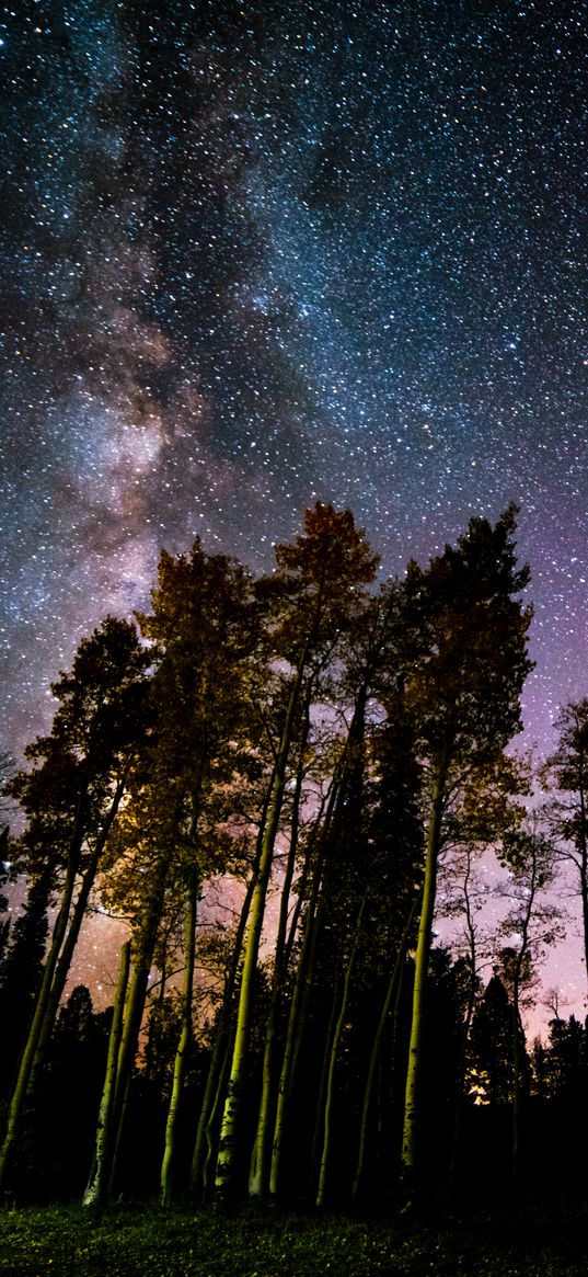 pine, forest, starry sky, stars, night