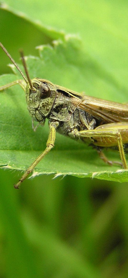 grasshopper, grass, leaves, insects