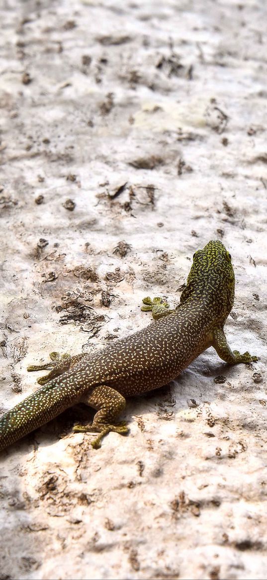 lizard, reptile, back, spots, stone