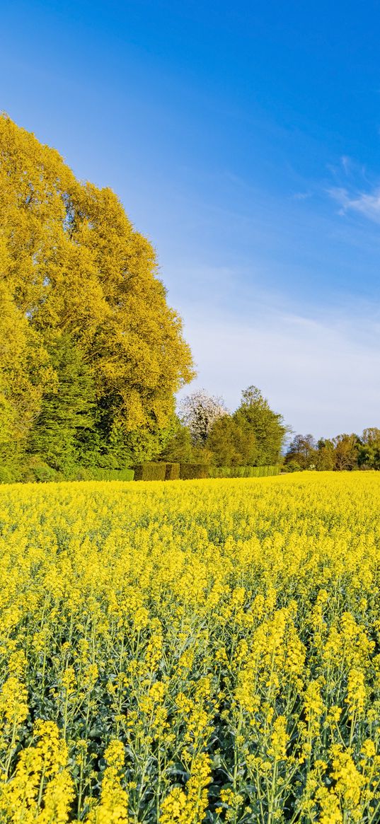 trees, field, flowers, wildflowers