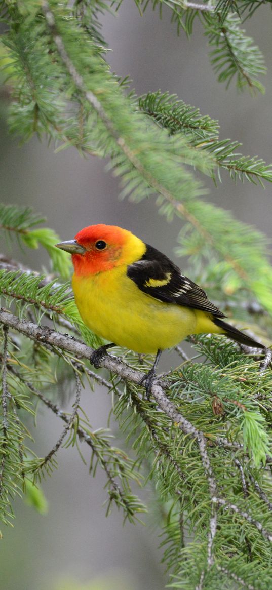 tanager, bird, feathers, bright, branch, needle