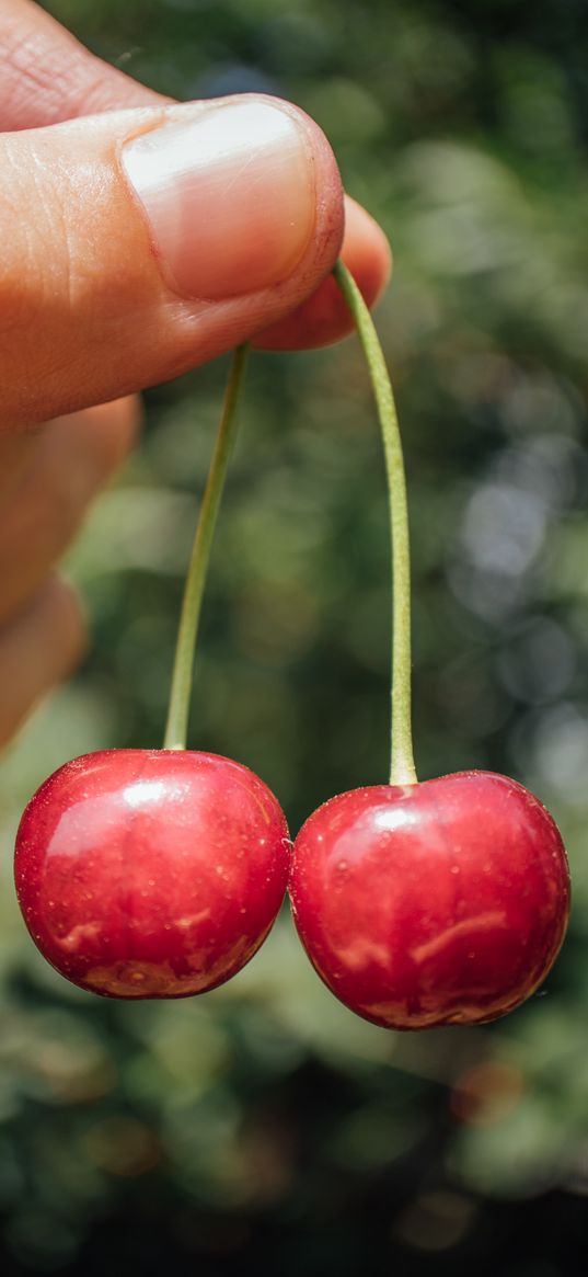 sweet cherry, cherry, berry, fruit, hand