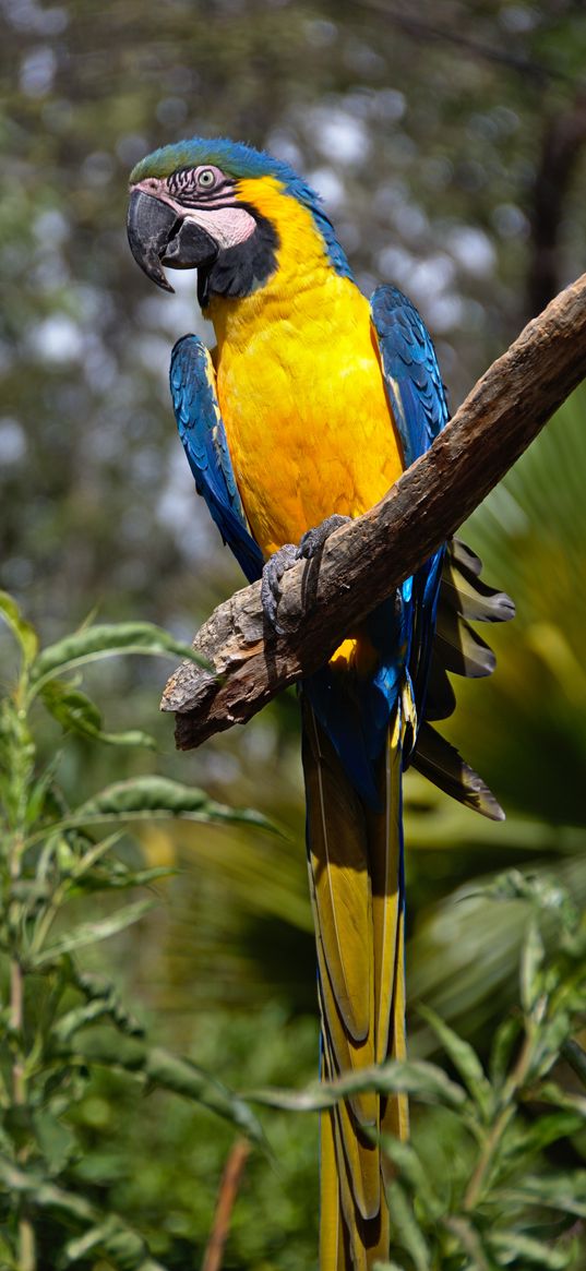 macaw, parrot, bird, tail, bright