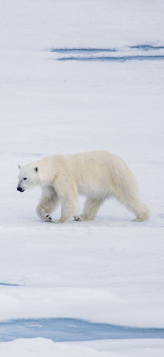 polar bear, bear, predator, ice, snow