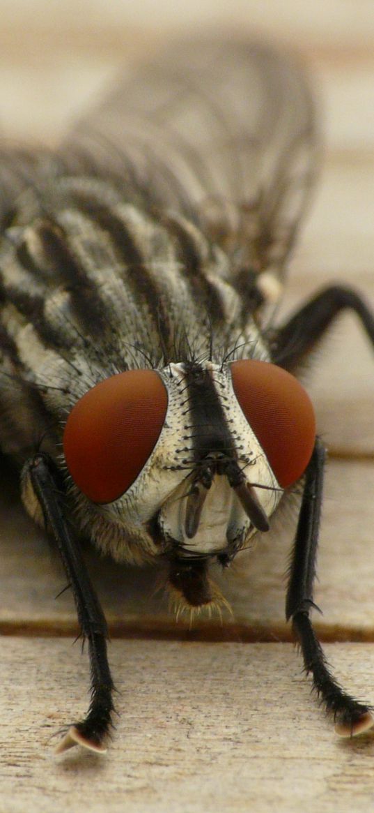 fly, eye, insect, wings, close-up