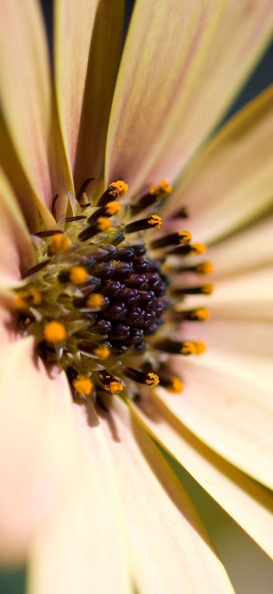 flower, patches, petals