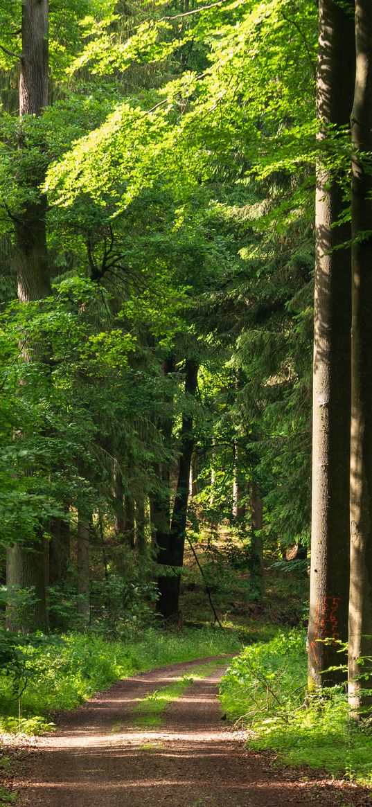 forest, path, trees, bushes, alley