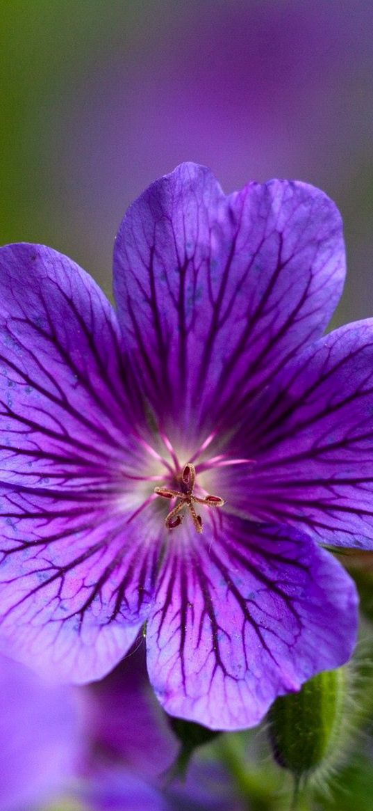 violet, flowers, close-up, petals